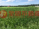 潮州五魁農地-潮148