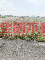 鹽水區歡雅台灣詩路1.3分優質農地